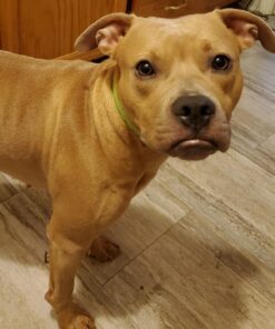 Arava Flea & Tick Collar - for Dogs & Puppies - Length-22'' - 11 Natural Active Ingredients - Safe for Babies & Pets - Enhanced Control & Defense 27 71mPAJJa7QL