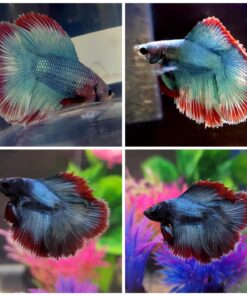 TetraBetta PLUS Floating Mini Pellets, Fish Food With Natural Color Enhancer, 1.2 ounces 1.2 Ounce (Pack of 1) 22 71mQALjSViL