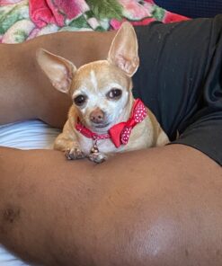 HONEY CARE All-Absorb, X-Large 28" x 34", 40 Count, Dog and Puppy Training Pads, Ultra Absorbent and Odor Eliminating, Leak-Proof 5-Layer Potty Training Pads with Quick-Dry Surface, Blue 30 71mSJeHmebL