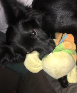 SPOT Ethical Plush Chirpies Assorted Birds 14-Inch Dog Toy 16 71mTfTXhCeL