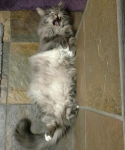 Instinct Limited Ingredient Diet Grain Free Real Rabbit Recipe Natural Wet Canned Cat Food, 3 oz. Cans (Case of 24) 3 Ounce (Pack of 24) 48 71mWGTbYSZL