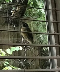 Heath Outdoor Products DD4-12 Heath Bird Suet, Yellow, 11.25 Ounce (Pack of 12) 11.00 Ounce (Pack of 12) 33 71maC 8riL