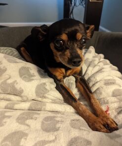 Ocu-GLO Vision Supplement for Small Dogs (45ct) 45 Gelcaps Small Dogs (10 lbs and Under) 17 71mfjaWJMzL