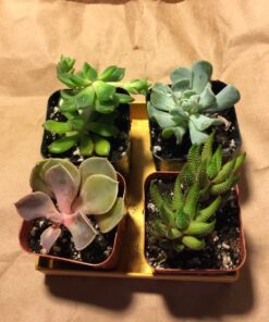 Shop Succulents Unique Succulent Plant Pack Collection - Live Mini Succulent Plants, Low Maintenance, Exceptional Colors & Textures - Wedding and Party Favors, Gift & Garden, Pack of 4 4-Pack Succulent Packs 40 71miWbAeebL