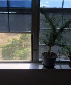 Buydecorativefilm BDF S05 Heat Control Daytime Privacy One Way Mirror Window Film Silver 5 (36in X 12ft) 36in X 12ft 38 71moTaIFHiL