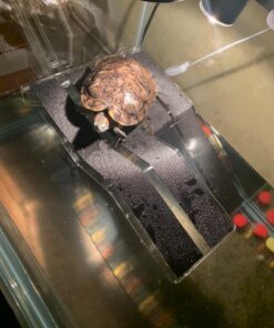 OASIS #64226 Turtle Ramp - Large 16-Inch by 11-Inch by 4-1/2-Inch, Black 45 71mriSHQuUL