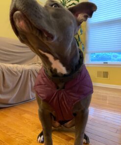 Kurgo Loft Dog Jacket, Reversible Dog Coat, Wear with Harness or Sweater, Water Resistant, Reflective, Winter Coat For Large Dogs (Coastal Blue, XL) Extra Large Coastal Blue/Orange 63 71mrpmgADjL