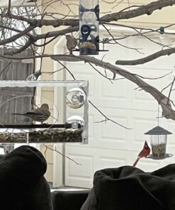 Large Clear Window Bird Feeder - Extended House with Strong Suction Cups - Steel Perch Sliding Feed Seed Tray - See Through Transparent Big Birdhouse - Wild Finch, Cardinal, Blue Jay - Cool Cat Gift 93 71muwjQDciL