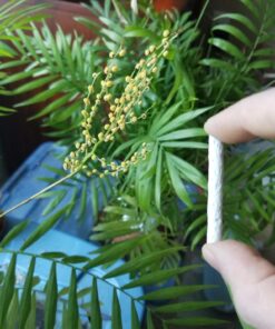 Jobe’s 05101, Fertilizer Spikes, For Fern & Palm, 30 Spikes 20 71mwnx3TrML