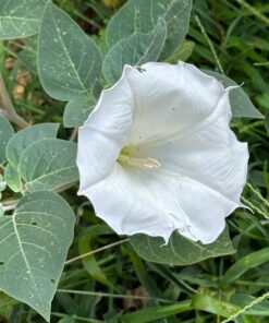 Monarch Butterfly Rescue Wildflower Seed Packet Bulk Open-Pollinated Wildflower, No Fillers, Annuals, Perennials and Milkweed Seeds for Monarch Butterfly1oz 67 71mz6nE26RL