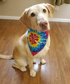 NUTRO NATURAL CHOICE Large Breed Adult Dry Dog Food, Lamb & Brown Rice Recipe Dog Kibble, 30 lb. Bag 30 Pound (Pack of 1) 41 71n iTvZ2L 2