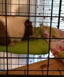 Kaytee All Natural Timothy Hay for Guinea Pigs, Rabbits & Other Small Animals, 6 Pound 6 Pound (Pack of 1) 33 71n00Z7Sf4L