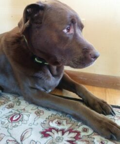 PetYeah Dog Bark Collar-5 Adjustable Sensitivity and Intensity Levels-Dual Anti-Barking Modes-Rechargeable/Rainproof/Reflective -No Barking Control Dog Shock Collar for Small Medium Large Dog 31 71n2pnGWOPL