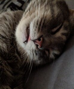 Comfort Zone with Feliway Diffuser Kit for Cat Calming, 1 Diffuser and 1 Refill 23 71n5 jS5mWL