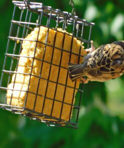 C&S Peanut Delight No Melt Suet Dough, 12/pack 11.75 Ounces Peanut 12-Pack 35 71n8cKb9NbL 1