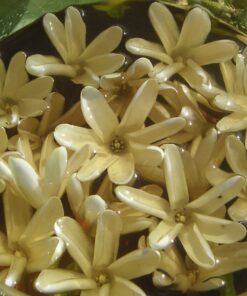 Monoi De Tahiti Oil-100% Natural-16 oz 16 Ounce 18 71nBQq5BEbL