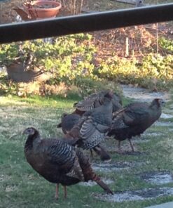 Primos Hunting PS222 The Gobbler Turkey Shaker Call, Black 15 71nEAnSps8L