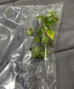 12 Amazon Frogbit (Limnobium Laevigatum), Live Aquarium/Aquatic Floating Plant by G&Z 38 71nEk8320tL