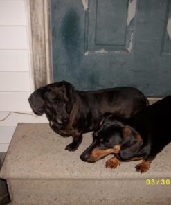 Purina Pro Plan Sensitive Skin and Stomach Dog Food Pate, Sensitive Skin and Stomach Salmon and Rice Entree - 13 oz. Can Salmon & Rice - Wet Dog Food (12) 13 oz. Cans 40 71nF7WtS8GL