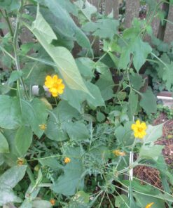 Monarch Butterfly Rescue Wildflower Seed Packet Bulk Open-Pollinated Wildflower, No Fillers, Annuals, Perennials and Milkweed Seeds for Monarch Butterfly1oz 52 71nIHgY24PL