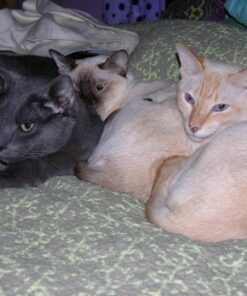 Purina ONE Natural Dry Cat Food, Tender Selects Blend With Real Chicken - 7 lb. Bag 48 71nJZ5buIML