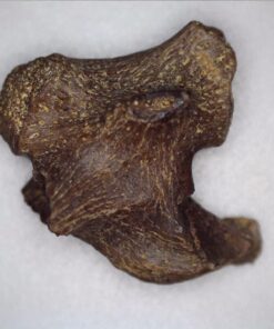 Celestron - 5 MP Digital Microscope Pro - Handheld USB Microscope Compatible with Windows PC and Mac - 20x-200x Magnification - Perfect for Stamp Collecting, Coin Collecting Handheld Digital Microscope Pro 92 71nK8vFgTaL