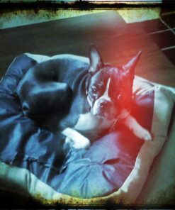 Samsung Galaxy Tab 4 (10.1-Inch 16GB, White) 8 71nLKtig1gL