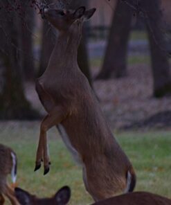 Nikon 70-300 mm f/4-5.6G Zoom Lens with Auto Focus for Nikon DSLR Cameras 32 71nMJFqdtvL