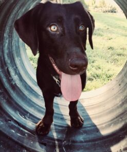 Caldwell's Dog Potty Bell for Dogs to Ring to Go Outside - The Original Dog Door Bell for Potty Training - Premium Quality Dog Training Tools & New Puppy Essentials One Potty Bell Black 41 71nNMoObflL