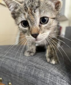 Adams Plus Flea & Tick Shampoo with Precor for Cats, Kittens, Dogs & Puppies Over 12 Weeks Of Age Sensitive Skin Flea Treatment | Kills Adult Fleas, Flea Eggs, Ticks, and Lice 12 Ounces Shampoo Only 34 71nRJ1t53jL