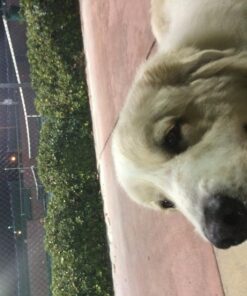 Adams Flea & Tick Spray For Dogs and Cats | Kills Fleas and Ticks Through Contact, Kills Flea Eggs, Flea Larvae, and Prevents Flea Egg Hatch | Controls Flea Reinfestation For Up To 2 Months | 16 Oz 27 71nRLmz6HqL 2