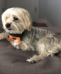 Dog Bark Collar - Stop Dogs Barking Fast! Safe Anti Barking Devices Training Control Collars, Small, Medium and Large pet deterrent. No shock, remote or citronella. Sound, vibration training device 38 71nS98RoCPL