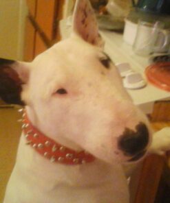 Dutchy Brand Pets Lovers Club Durable Dog Seatbelt - Heavy Duty Strap, Reflective Lines, 2 Adjustable Sizes (15-25in or 22-37in) Fits Small, Medium, Large, Extra Large Dogs Red with Reflective Stripes 27 71nTeVB6ScL