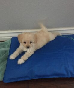 K&H Pet Products Cool Bed III Dog Cooling Mat, Cooling Dog Beds for Small Dogs, Dog Cooling Mat for Dog Carrier, Outdoor Dog Bed Cooling Pad for Dog, Pet Cooling Mat - Blue Small 17 X 24 Inches 24.0"L x 17.0"W x 2.0"Th 27 71nUG LKVdL 1