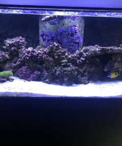 Chemi-Clean - 2 g 2g 51 71nVVzigIrL