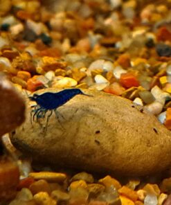 Blue Velvet Shrimp - Live Shrimp for Freshwater Aquariums or Tanks - Live Arrival Guarantee (10 Shrimp) 10 Shrimp 33 71nY3reK0rL