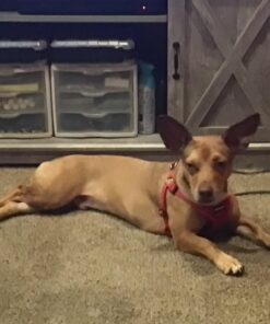 Rachael Ray Nutrish Premium Natural Dry Dog Food, Real Chicken & Veggies Recipe, 28 Pounds (Packaging May Vary) Dry Food 28 Pound (Pack of 1) 35 71nYyvtEnJL