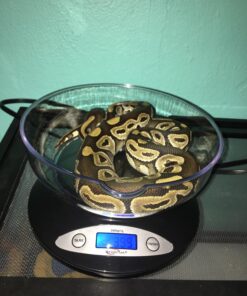 Weighmax Electronic Kitchen Scale - Weighmax 2810-2KG black 1 Count (Pack of 1) 37 71nalAcbM1L