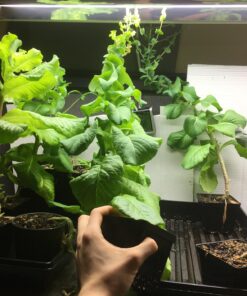 7 Varieties of Leafy Power Green Organic Seeds, Non-GMO Seeds for Planting, Heirloom Seeds - Spinach Seeds, Arugula, Kale, Lolla Rossa Lettuce Seeds, Buttercrunch, Gourmet Mix Lettuce, Swiss Chard 52 71neGQrOdJL