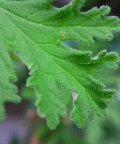 4K Video Camera Camcorder, 30MP UHD Wifi IR Night Vision Video Recorder with IR Flashlight, Vlogging Camera for YouTube Filming, 30X Digital Zoom Touch Screen Video Camera with Remote, Wide Angle 63 71nkmC9I L