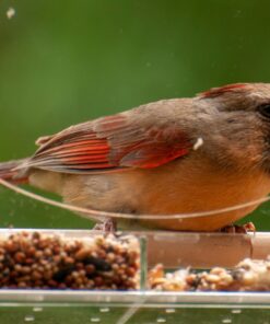 Large Clear Window Bird Feeder - Extended House with Strong Suction Cups - Steel Perch Sliding Feed Seed Tray - See Through Transparent Big Birdhouse - Wild Finch, Cardinal, Blue Jay - Cool Cat Gift 77 71nljjg8qhL