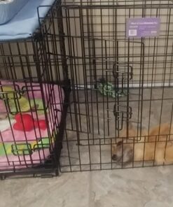 MidWest Homes for Pets Small Dog Crate, Life Stages 24' Double Door Folding Metal Dog Crate | Divider Panel, Floor Protecting Feet, Leak-Proof Dog Pan| 24L x 18W x 19H Inches, Small Dog Breed 24.0"L x 18.0"W x 19.0"H Lifestages; Double Door 34 71nllCzp3L