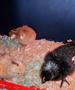 IncuView™ 3 Pro All-in-One Automatic Egg Incubator w Built-in Egg Turner, Incubator Warehouse, Countdown Hatch Timer, Auto-Off Egg Turner, Universal Egg Turner, Quail - Goose, 2022 48 71nogs0ltPL