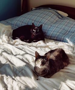 FELIWAY MultiCat Calming Pheromone, 30 Day Refill - 1 Pack 35 71nqiqiLmUL