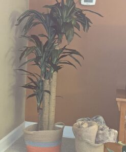 Nearly Natural - 6584 62in. Corn Stalk Dracaena Silk Plant (Real Touch), 24" x 28" x 62", Green artificial plant 48 71nsdgL8tCL