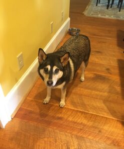 DakPets Pet Deshedding Tool | Professional Cat and Dog Brush for Shedding | Fur Deshedding Brush and Pet Hair Remover for Cats and Dogs | Stainless Steel Cat and Dog Shedding Brush for Pet Grooming Hot Pink 66 71ntWICiSKL