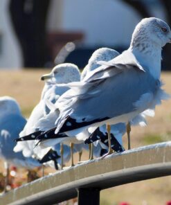 OM SYSTEM OLYMPUS M.Zuiko Digital 40-150mm F4.0-5.6 R Black For Micro Four Thirds System Camera, 3.75x Zoom Lens, Portable Design Standard Packaging 83 71nvCjP8rYL