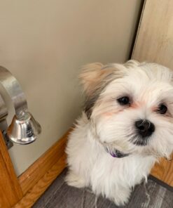 Mighty Paw Metal Dog Doorbell - Durable Bell Big Dog - Optimized Sound - Includes Doggy Doorbell Training Tips - Durable Sleek Silver Bell - Puppy Training Supplies - Pet Door Bells Potty Training 29 71nvhn0UKHL