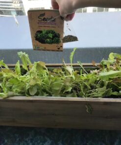 Organic Lettuce Seeds, APPR. 1,100, Lettuce Blend, Heirloom Vegetable Seeds, Certified Organic, Non GMO, Non Hybrid, USA 30 71nwv36ZjL