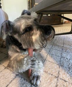 Nylabone Classic Power Chew Toys Twin Pack - Dog Toys for Aggressive Chewers - Tough & Durable Dog Bones for Large Dogs - Bacon and Chicken Flavors, Large/Giant (2 Count) Large/Giant - Up to 50 lbs. Variety 33 71ny6d97xuL 1